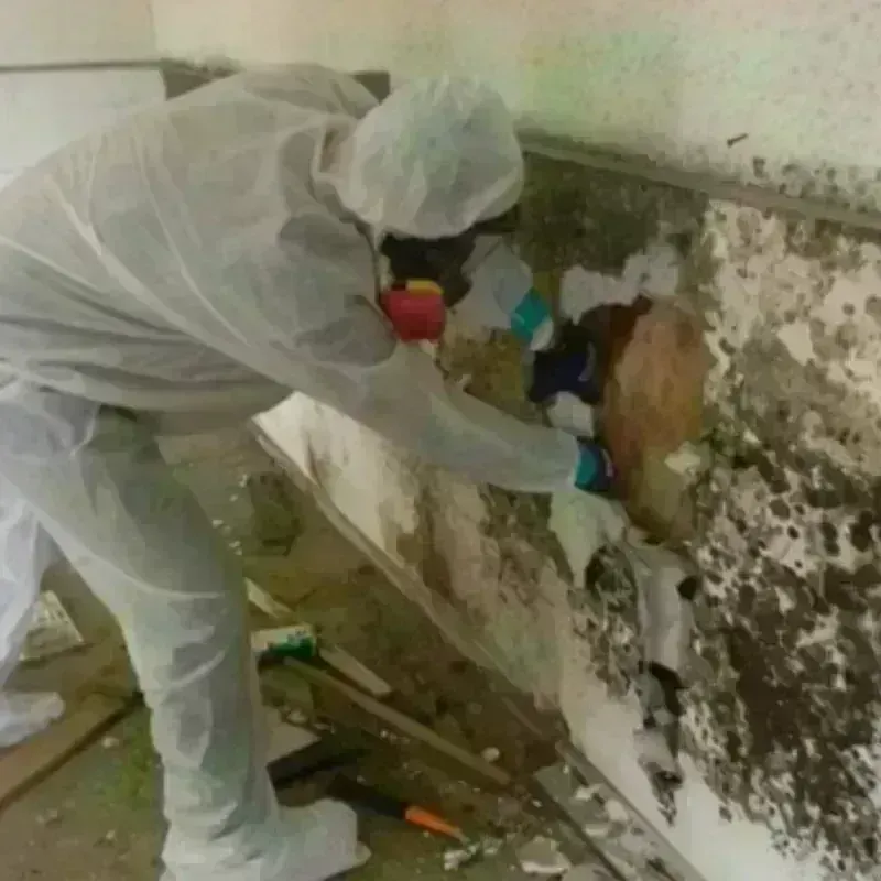 Mold Remediation and Removal in Salineville, OH